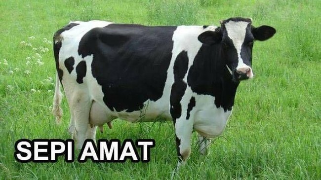 Iya mengerti kok! Foto: Istimewa