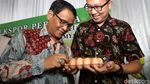 25.940 Butir Telur Tetas Ayam Diekspor ke Myanmar