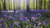 Hutan nan hijau ini dalam sekali setahun berubah menjadi berwarna biru, karena Bunga Bluebells yang bermekaran pada saat musim semi.(creativelogicmnnydc/Instagram)