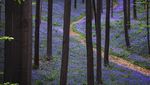 Foto: Hutan Biru Aneh Tapi Nyata di Belgia