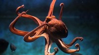 Dan seekor octopus untuk dipelihara senilai US$ 150 ribu. (Foto dok. Getty Images)