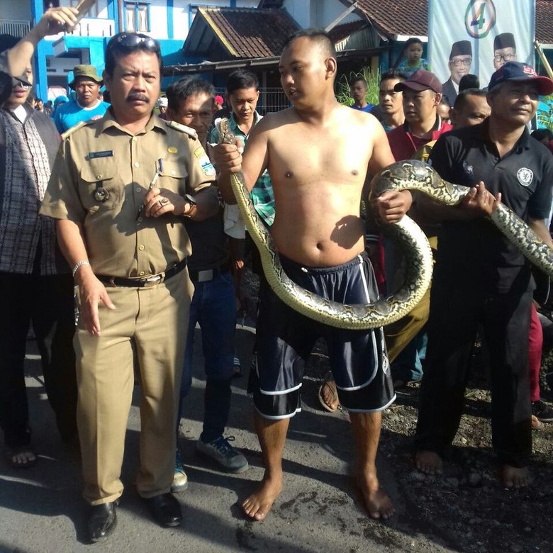 Sanca 3 Meter Ngumpet di Selokan Hebohkan Warga Garut Sanca 3 Meter Ngumpet di Selokan Hebohkan Warga Garut