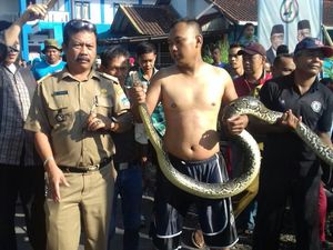 Cerita Ganjar yang Kaget Lihat Sanca 3 Meter Ngumpet di Selokan