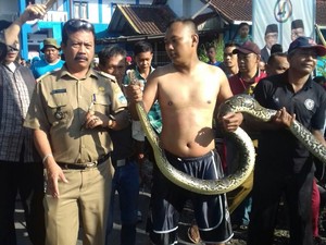 Cerita Ganjar yang Kaget Lihat Sanca 3 Meter Ngumpet di Selokan