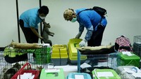 Terdapat ratusan kucing jantan lokal yang dikebiri.