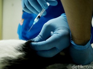 Catat! Ini Gejala Rabies yang Kamu Perlu Tahu