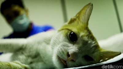 Tekan Populasi, Ratusan Kucing Dikebiri di Jakarta Pusat