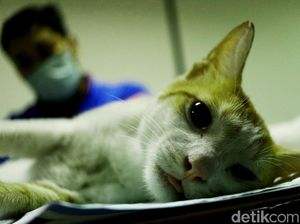 Kocak! Kucing Ini Doyan Banget Ngejahilin Orang