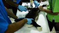 Dua tenaga medis bersiap melakukan kebiri terhadap seekor kucing. 16 dokter hewan diturunkan untuk kegiatan ini.