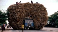 Penampakan sebuah truk yang mengangkut tumpukan jerami di suatu daerah di Afrika. Istimewa/whatpoll.com.