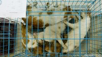 Ratusan kucing ini berasal dari pecinta kucing lokal. Antusias warga terlihat dari ratusan kucing yang melakukan kebiri.