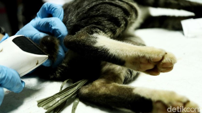 Kasus Rabies di Dompu NTB Meningkat, Total 5 Orang Meninggal Kasus Rabies di Dompu NTB Meningkat, Total 5 Orang Meninggal