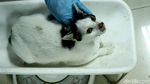 Tekan Populasi, Ratusan Kucing Dikebiri di Jakarta Pusat