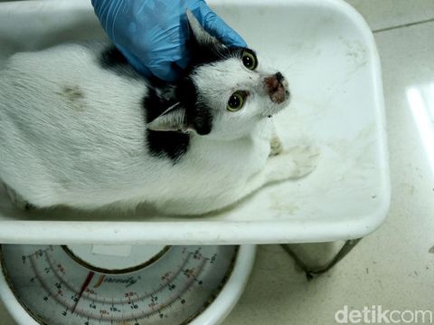 Pelihara Kucing atau Anjing, Bun? Ini 4 Cara Cegah Rabies