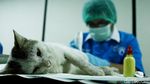 Tekan Populasi, Ratusan Kucing Dikebiri di Jakarta Pusat
