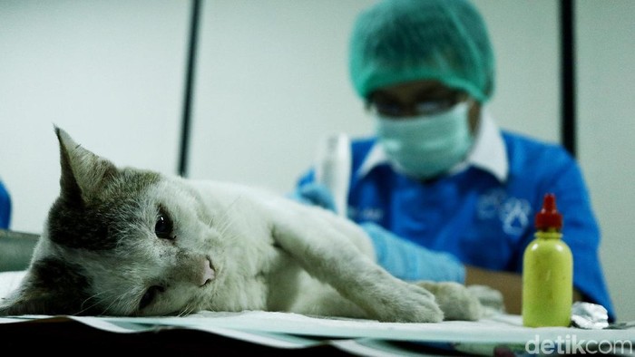 Antisipasi rabies antara lain dilakukan dengan kastrasi atau kebiri terhadap kucing liar (Foto: Rifkianto Nugroho) Antisipasi rabies antara lain dilakukan dengan kastrasi atau kebiri terhadap kucing liar (Foto: Rifkianto Nugroho)