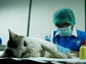 Cegah Pandemi, Kemenkes RI Prioritaskan 3 Penyakit Ini