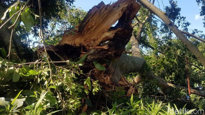 Waspada Pohon Tumbang, Wakil Walkot Bekasi Minta BPBD Lakukan Penyisiran Waspada Pohon Tumbang, Wakil Walkot Bekasi Minta BPBD Lakukan Penyisiran