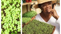 Bukan hanya sayuran biasa, Oprah juga memanen mustard lettuce dalam bentuk microgreens lho. Sayuran ini akan ia olah jadi santap malamnya. Foto: Instagram oprah