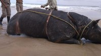 Satu badak Jawa bernama Samson ditemukan mati di Pantai Karang Ranjang, Wilayah II Pulau Handeuleum, Taman Nasional Ujung Kulon (TNUK). Samson ditemukan mati pada Senin (23/4). (Foto: dok. Balai TNUK)