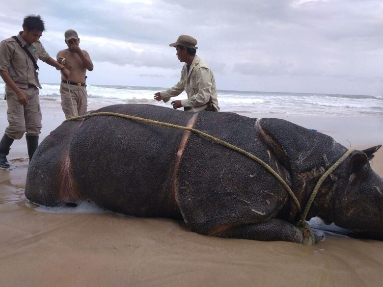 Samson Mati, Badak Jawa di Ujung Kulon Tinggal 68 Ekor Samson Mati, Badak Jawa di Ujung Kulon Tinggal 68 Ekor