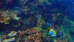 Foto-foto Terkini Bawah Laut Pulau Komodo