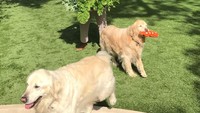 Hari memanen rupanya jadi hari paling disukai Oprah. Wanita yang juga aktris dan produser ini memanen sekeranjang sayuran hijau segar. Anjing peliharaan Oprah juga ikut gembira lho! Foto: Instagram oprah