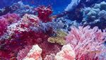 Foto-foto Terkini Bawah Laut Pulau Komodo