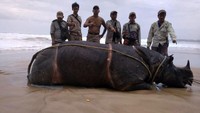 Pada Selasa (24/4), pihak TNUK dan dokter hewan IPB dan WWF Ujung Kulon, melakukan evakuasi agar bangkai tak terbawa arus laut. Saat pemeriksaan, tidak ditemukan adanya luka-luka akibat perburuan terhadap satwa langka tersebut.