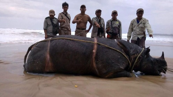 Seekor Badak Bercula Satu Ditemukan Mati di Ujung Kulon