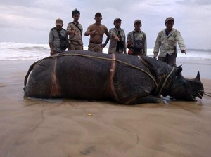 Lubang di Kepala Samson Jadi Indikasi Perburuan Badak di Ujung Kulon