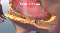 Setelah itu gantian giliran saraf dan pembuluh darah kulit. (Foto: Johns Hopkins Medicine)