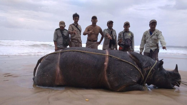 Seekor Badak Jawa Tewas Di Ujung Kulon