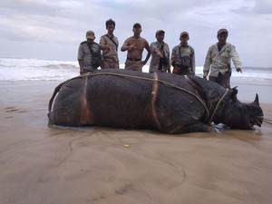 Seekor Badak Jawa Tewas di Ujung Kulon