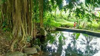 Air mata ini memiliki air yang sangat jernih. Seperti namanya, bila ada orang bersuara mendehem di sekitar kolam, dari dasar air tersebut mengeluarkan gelembung seperti air mendidih. (Dadang Hermansyah/detikTravel)