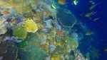 Foto-foto Terkini Bawah Laut Pulau Komodo