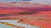 Suncheon Bay bahkan dijuluki Taman dari surga karena pemandangan yang diberikan begitu menakjubkan (dok KTO)