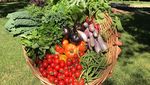 Hobi Berkebun, Lihat Aksi Oprah Panen Buah dan Sayur Segar di Halamannya!