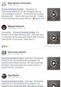 Viral Burung Surakav yang Ternyata Hoax 