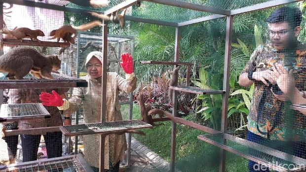 Ratusan tupai dilepasliarkan/