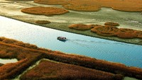 Kalau ini adalah kawasan Suncheon Bay, yang merupakan tempat tumbuhnya alang-alang terbesar di Korea (dok KTO)