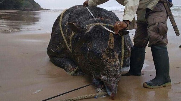 Potret Samson, Badak Jawa yang Mati di Ujung Kulon