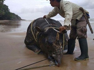 Misteri Penyebab Kematian Badak Jawa di Pantai Ujung Kulon