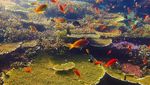 Foto-foto Terkini Bawah Laut Pulau Komodo