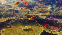 Sejak Rabu (25/4) sampai hari ini, Kamis (26/4) pihak Taman Nasional Komodo, Kementerian Pariwisata dan beberapa operator selam langsung mengecek bawah laut Pulau Komodo. Hal ini terkait pemberitaan media asal Inggris, The Guardian yang menyebut bawah laut Pulau Komodo pelan-pelan rusak (dok Istimewa/Taman Nasional Komodo/Genpi/Kemenpar)