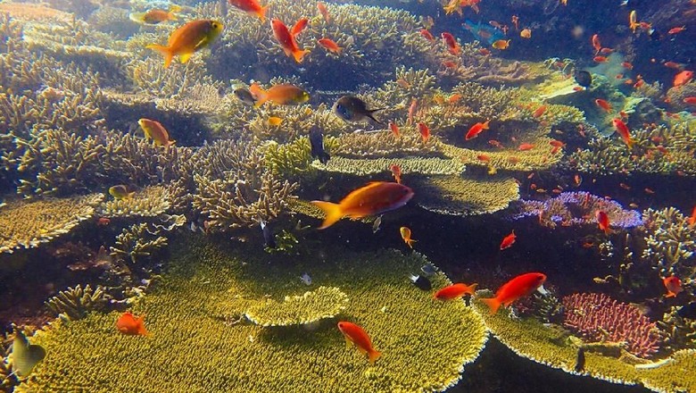 Bawah laut Pulau Komodo terkini (dok Istimewa/Taman Nasional Komodo/Genpi/Kemenpar) Bawah laut Pulau Komodo terkini (dok Istimewa/Taman Nasional Komodo/Genpi/Kemenpar)