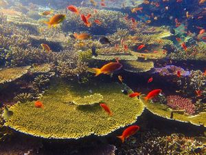Foto-foto Terkini Bawah Laut Pulau Komodo