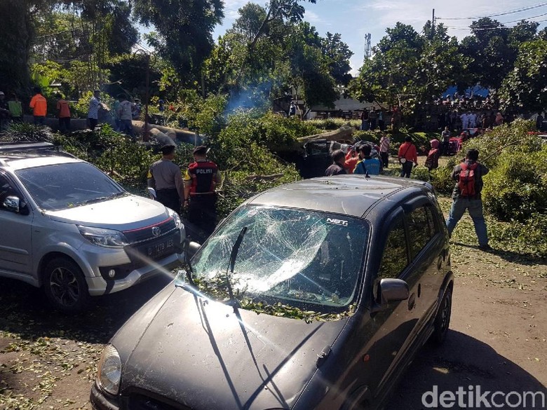 Pohon Tumbang yang Timpa Belasan Mobil di Sukabumi Berusia 100 Tahun Pohon Tumbang yang Timpa Belasan Mobil di Sukabumi Berusia 100 Tahun