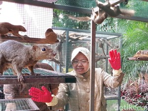 Intip Keseruan Ratusan Tupai Dilepasliarkan di Balai Kota Surabaya
