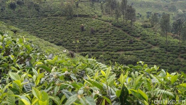 kebun teh di lereng gunung gambir probolinggo